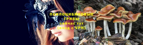 PSILOCYBIN Бородино