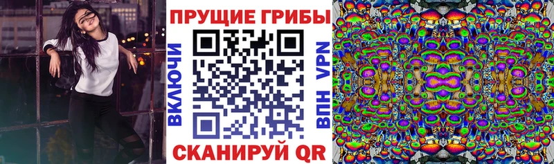 kraken вход  Копейск  Галлюциногенные грибы Psilocybe 